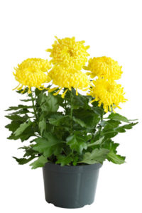 florists chrysanthemum