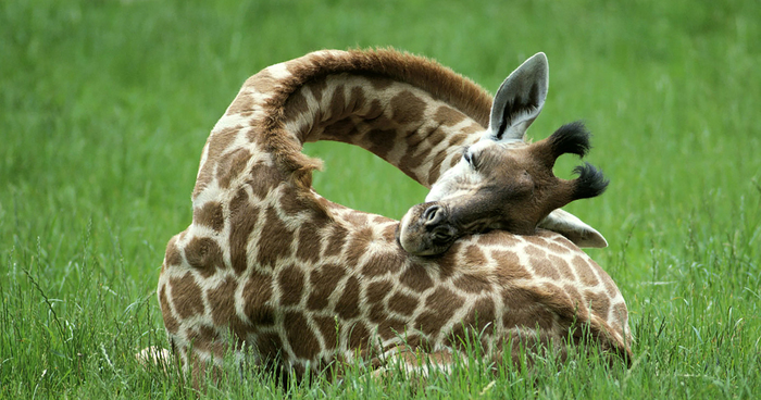 Girafe qui dort