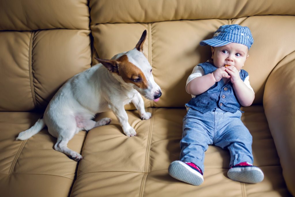 Enfant et chien sur canapé de cuir